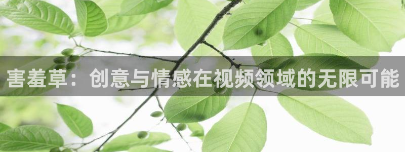 www.草莓视频.con：害羞草：创意与情感在视频领域的无限可能